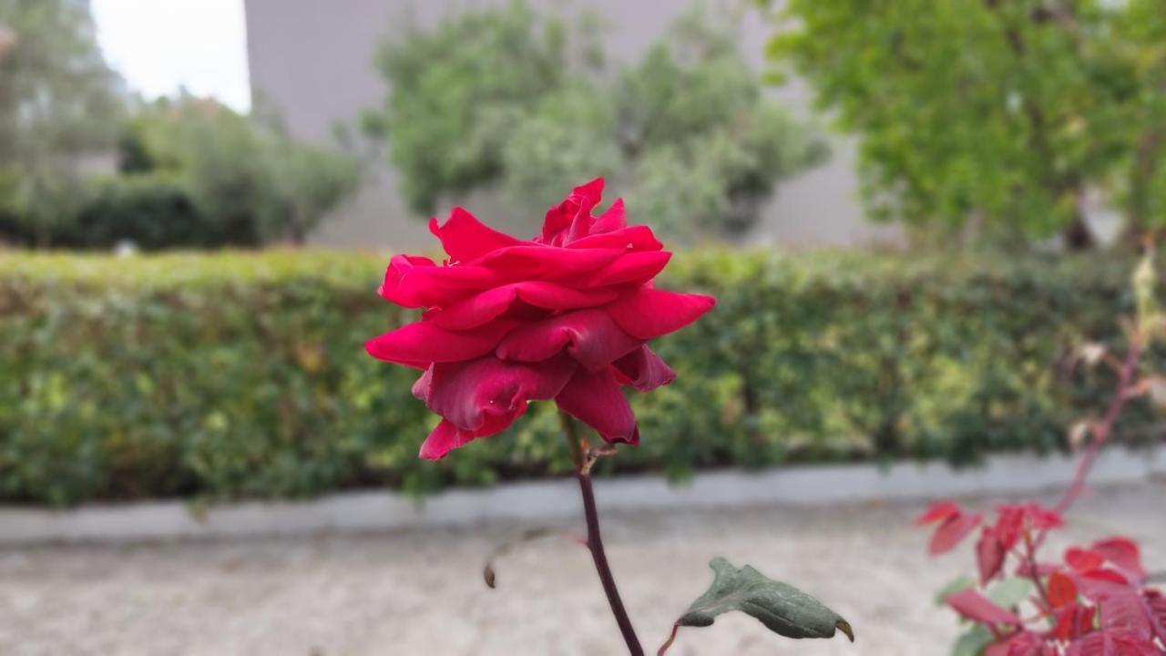 Elina House And Garden Villa Nikiti  Bagian luar foto